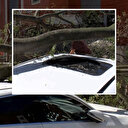 Kadıköy'de inşaat alanındaki ağaç otomobilin üstüne devrildi