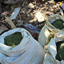 Diyarbakır'da 7 milyon 543 bin 818 kök kenevir ele geçirildi