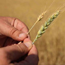 Hatay son 38 yılın en kurak zamanını yaşıyor: Amik Ovası'nda başaklar yeterince büyümediği için buğday vermedi