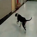 Kocaeli Üniversitesi Hastanesi’nde sahipsiz köpek skandalı: Koridorlarda dolaştılar