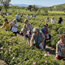 Tarlada ilginç yöntem: Güneş patlatmasın diye sabahı bekliyorlar, bir ay sürüyor