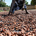 Matières premières: les prix du cacao s'envolent de plus de 20 % en mai après un début d'année difficile