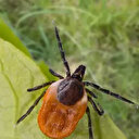 Sivas'ta KKKA hastalığı tanısı konulan 6 kişinin tedavisi sürüyor