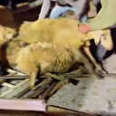 Kurban yolculuğu faciayla bitti: TIR devrildi onlarca koyun telef oldu