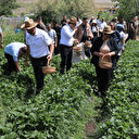 Sason'un tescilli lezzeti dünya yolunda: Hasat başladı, dört haneyle başlayan ürün 400 haneye ulaştı