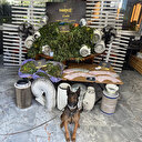 Dışı lüks villa içi uyuşturucu bahçesi