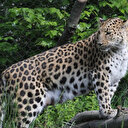 Bakan Yumaklıdan Anadolu Parsı paylaşımı: Yeniden Türkiye'de selamladı