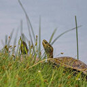 Küresel kuraklık ve vahşi sulama tatlı su kaplumbağalarının yaşam alanlarını yok ediyor