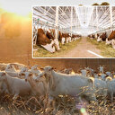 Türkiye hayvancılıkta Avrupa'da ilk sıraya yükseldi