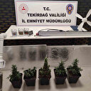 Dolaptan kenevir serası çıktı