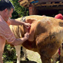 Yüz binde bir görülen olay oldu: Çift başlı buzağı doğdu