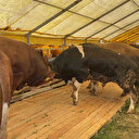 KURBAN SATIŞLARI BAŞLADI: 2025 büyükbaş, küçükbaş hayvan fiyatları ne kadar?