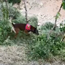 Zehir tacirlerinin oyununu dedektör köpek bozdu