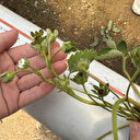 Okul bahçesinde kurulan serada topraksız tarım eğitimi veriliyor