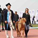 Kep takan Tarçın isimli at mezuniyet törenine katıldı