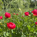Bu laleyi koparmanın cezası 550 bin lira