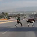 Deve kuşu caddeyi savaş alanına çevirdi