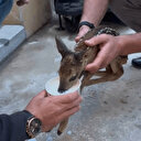 Bitkin yavru karaca Emniyet Müdürlüğü'ne sığındı