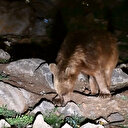 Kars'ta bozayı mahalleye indi