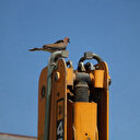Kazancı elinin tersiyle itip kepçeyi kumruya bıraktı