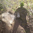 Tunceli'de ayı dehşeti: Bir kişi yaralandı, 31 küçükbaş hayvan telef oldu