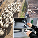 Bakanlık duyurdu: Küçükbaş hayvan üreticilerine destek ödemesi bugün yapılacak