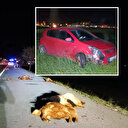 Bitlis'te otomobilin çarptığı sürüdeki 12 koyun telef oldu: Sürücü yaralandı