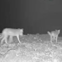 Fotokapana yakalandı: Gündüz ve gece sürü halinde köylere inmeye başladılar