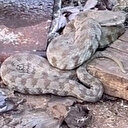 Türkiye'nin en zehirli yılanı engerek görüntülendi