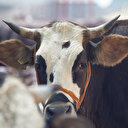 Kurbanlık alacaklar dikkat: İnternetten alırken dolandırılmayın 