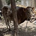 Diyarbakır'da firari buzağı 9 ay sonra sahibine teslim edildi