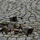 Belçika'da taş çalma modası: 'Kaldırımları rahat bırakın!'