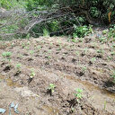 Bingöl'de 330 kök kenevir ele geçirildi