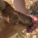 Bitkin halde buldukları dağ keçisini su ve yiyecek verip yeniden doğaya saldılar