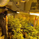 Jandarma gözlerine inanamadı: Samsun'da bir şahıs evini uyuşturucu serasına çevirdi