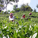 ÇAYKUR randevulu yaş çay alım sistemine geçiyor