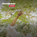 Yaoundé: La vitamine N, l’alchimie des plantes au service de la santé moderne