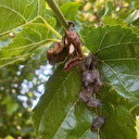 Bursa'da kokarca yüzlerce çiftçinin kabusu oldu: Kiraz, erik ve dutlarda büyük zarar
