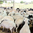 Gaziantep Şehitkamil kurban kesim ve satış yerleri 2025: Hazırlıklar tamamlandı