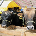 Bayramda 3 milyon 350 bin kurbanlığın kesilmesi bekleniyor: İstanbul, Ankara ve İzmir'de kurbanlık fiyatları