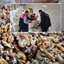 Küflenmiş ve kurtlu 11 ton ceviz ele geçirilmişti: O baklava firmasından çelişkili açıklama!