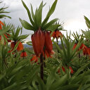 Bingöl'ün Karlıova ilçesinde ters laleler açtı