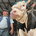 'Çocuğumuz gibi baktık': Dev tosun 7 kişiye 350 bin TL’ye satıldı