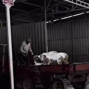 İzmir'de bir vatandaşın kurbanlıkları oto yıkama köpüğüyle yıkama anı kamerada