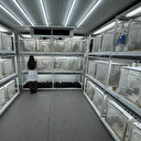 Samsun'da 750 bin adet üretildi: İstilacıya dur diyen doğal savaşçılar geliyor, samuray arılar sahada 