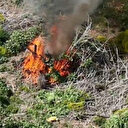 Dicle Nehri kenarında ekilen 100 milyon TL değerinde kenevir imha edildi