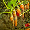 Salatanız topraktan vücudunuza mikroplastik taşıyor olabilir