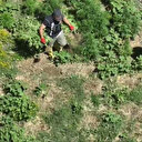 Dronla tespit edilen 1220 kök kenevir imha edildi