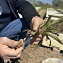 Özel izinle üretiliyor: Bir 1 dönümü 700 bin TL kazandırıyor! Üretimine çok ihtiyaç var