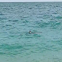 Antalya'nın Konyaaltı Sahili’nde vatandaşlar köpek balığını taşla kovalamaya çalıştılar